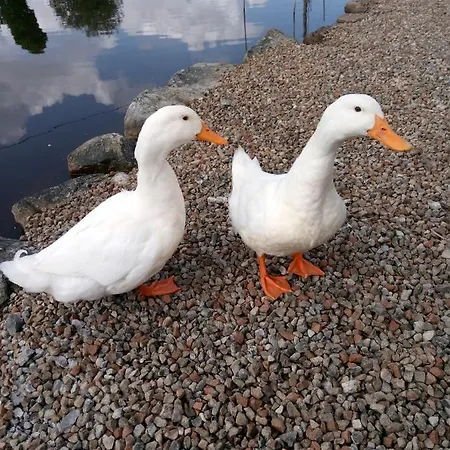 The Pod Unique & Stylish Luxury With Hot Tub Apartment Swanlinbar