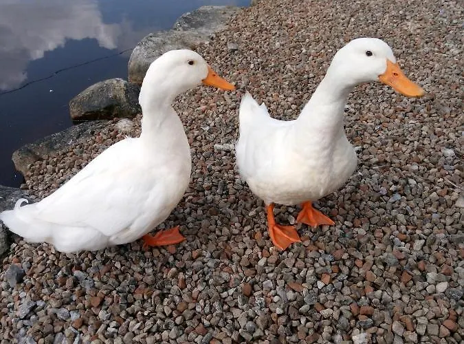 The Pod Unique & Stylish Luxury With Hot Tub Apartament Swanlinbar